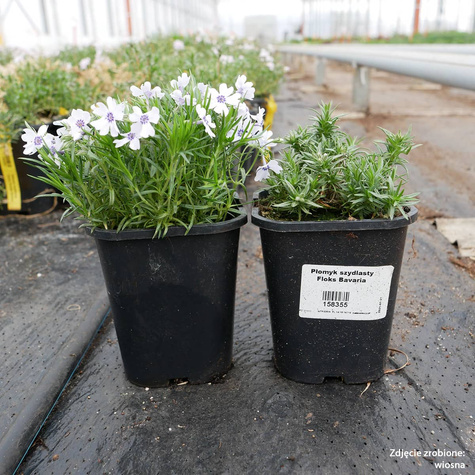 Płomyk szydlasty Floks Bavaria (C2)