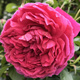 Róża parkowa Soul ciemno różowa balot
