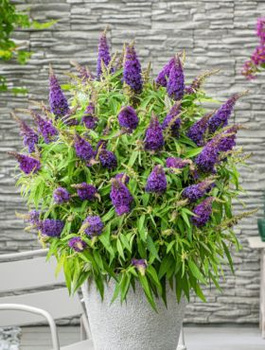 Budleja Dawida Summer Bird Blue