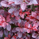 Berberys Thunberga Atropurpurea Nana (C2)
