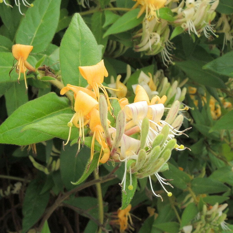 Wiciokrzew Zaostrzony (C2)