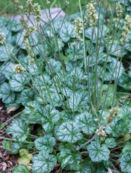 Żurawka amerykańska Dale's Strain