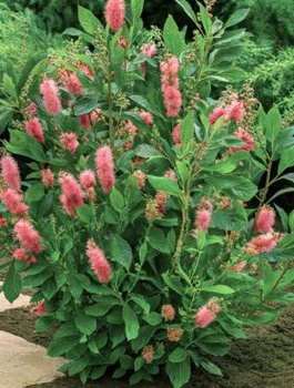 Orszelina olcholistna Pink Spire (C2)