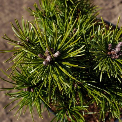 Sosna górska kosodrzewina Litomyśl szczepiona NP