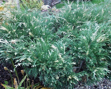 Jałowiec sabiński Variegata