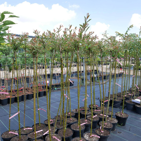 Wierzba szara Tricolor szczepiona na pniu (C5)