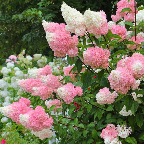 Hortensja bukietowa Strawberry Blossom (C2)