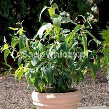 Eukaliptus cytrynowy 0,2g