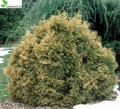 Żywotnik zachodni Tuja Thuja Ericoides puchacz