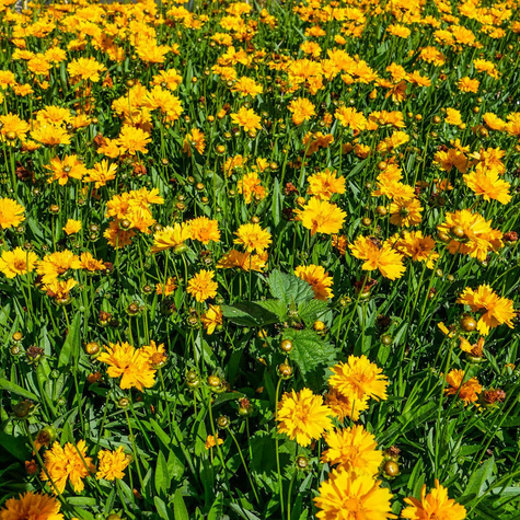 Nachyłek wielkokwiatowy Early Sunrise (C2)