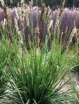 Sesleria autumnalis Sesleria jesienna (P9)
