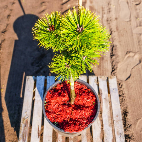 Sosna kosodrzewina Winter Gold szczepiona na pniu Pa 30