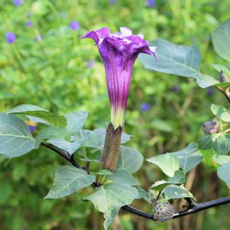 Bieluń Surmikwiat Datura Ballerina 5szt