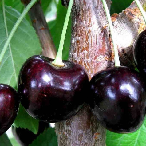 Czereśnia półkarłowa Kasandra duże i smaczne owoce Plant Pack 