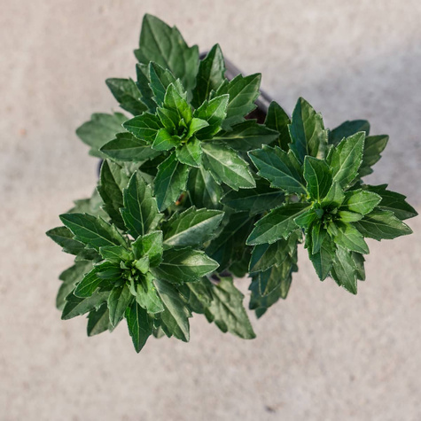 Aster żeniszkowaty Asmo (C2)