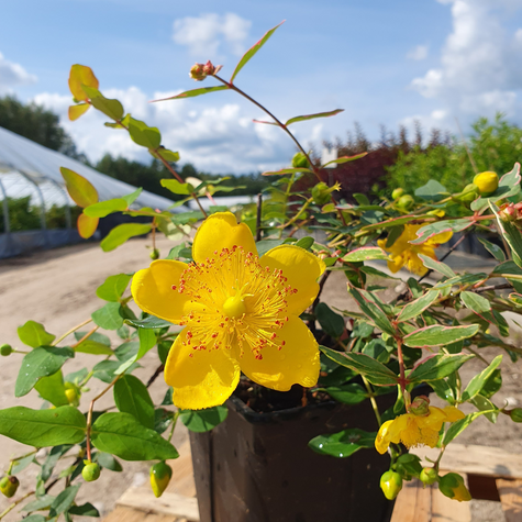 Dziurawiec Tricolor (C2)