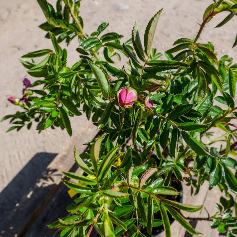 Róża Dart's Defender 'Defender'