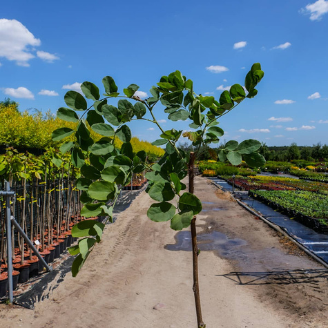 Robinia Małgorzaty Casque Rouge 'Pink Cascade' Na Pniu