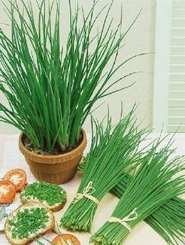 Szczypiorek ogrodowy wieloletni 1 g