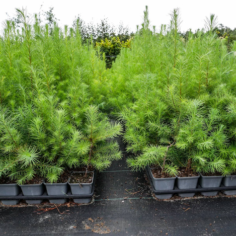 Modrzew japoński Larix kaempferi P9