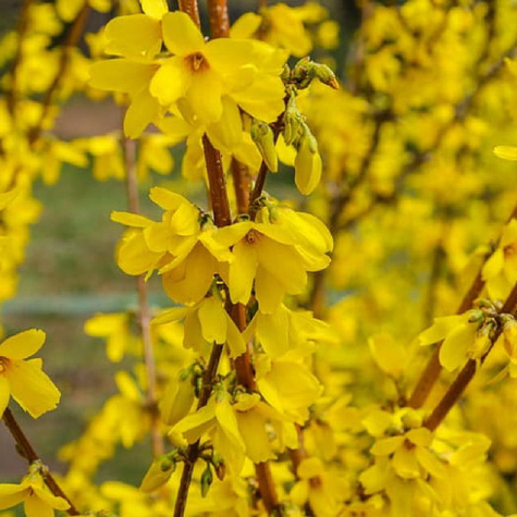 Forsycja pośrednia Week-End (C2)