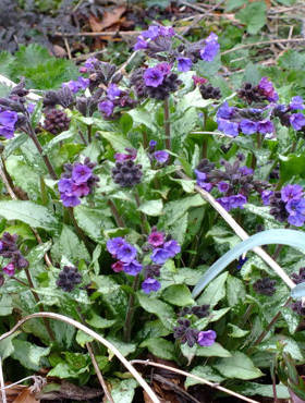 Miodunka długolistna Diana Claire (C2)