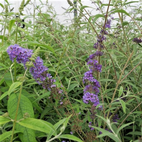 Budleja Davida Nanho Blue (P9)