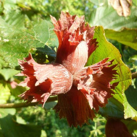 Orzech laskowy Syrena Leszczyna Czerwona Plant Pack