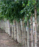 Brzoza pożyteczna Brzoza himalajska Long Trunk szczepiona (Pa 160, obw.8-14cm h 180/250)