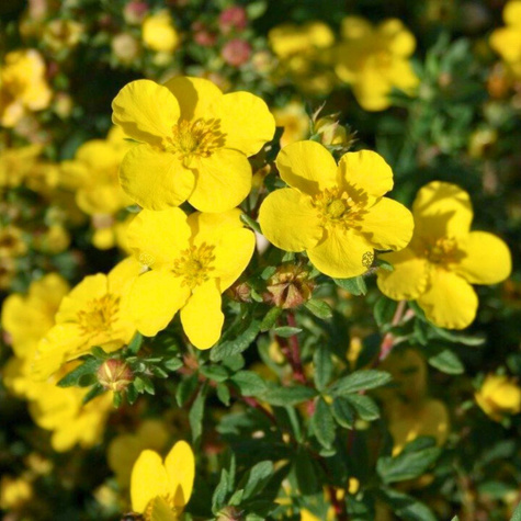 Pięciornik krzewiasty Summerflor