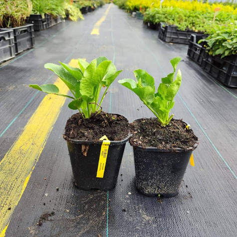 Mikołajek płaskolistny (C2)