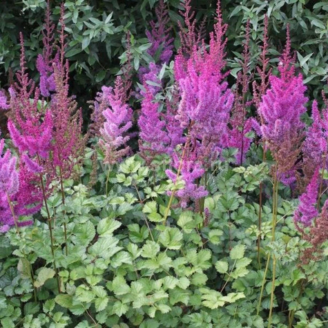 Tawułka chińska Purpurkerze (C2)