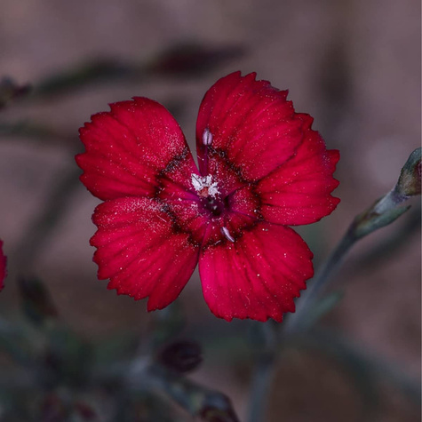 Goździk kropkowany Rosea (C2)