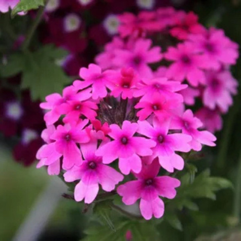 Werbena kanadyjska Veracity Rose (C2)