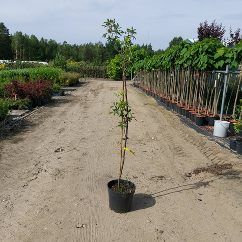 Bez koralowy Sambucus racemosa (C2)