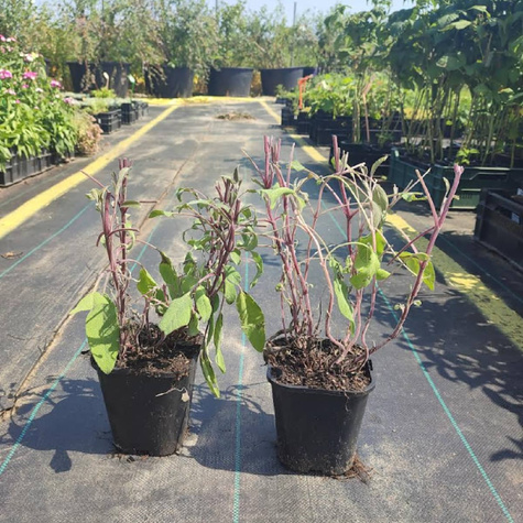 Szałwia lekarska Purpurascens (C2)