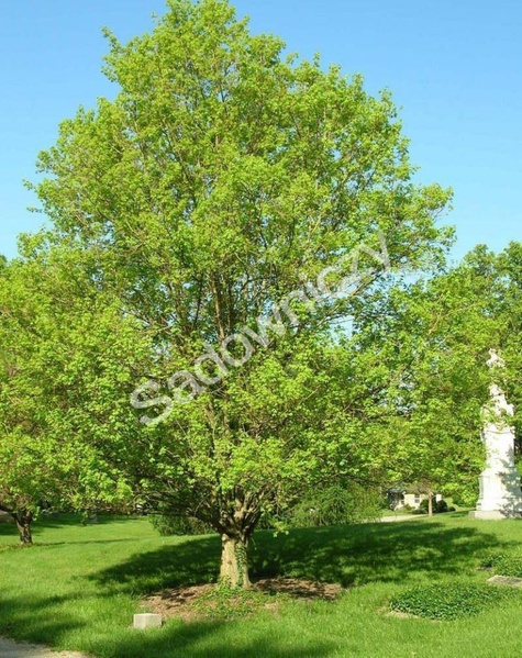 Klon polny obw. 14-16cm