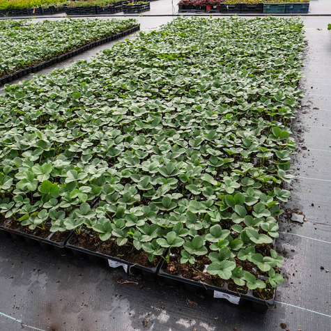 Truskawka El Gigant multiplat 10szt