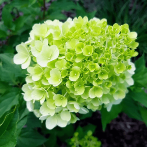 Hortensja bukietowa Mojito (C1.7)