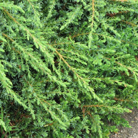 Jałowiec pospolity Green Carpet (P9)