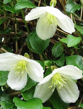Powojnik cirrhosa Clematis Jingle Bells