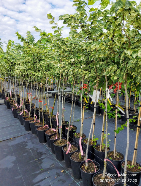 Wiąz Variegata szczepiony na pniu