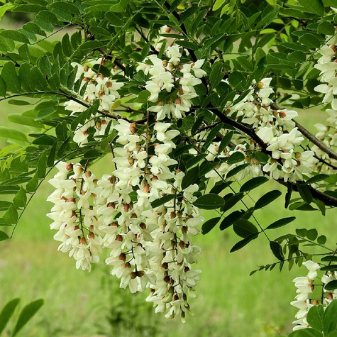 Grochodrzew Akacja Robinia pseudoakcja Plant Pack