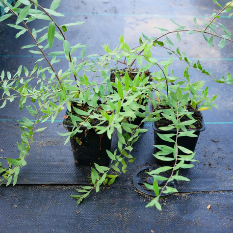 Tawuła wczesna (P9)