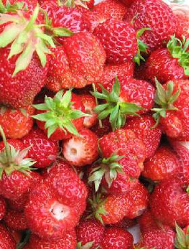 Truskawka Korona średnio wczesna FRIGO