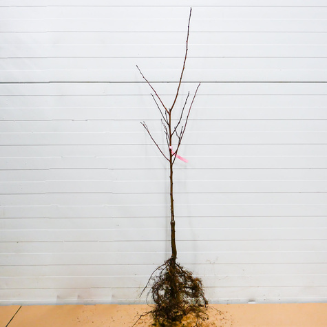 Śliwa japońska Gauota Plant Pack