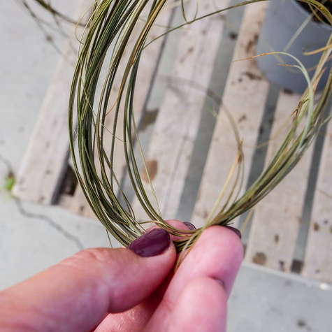 Turzyca włosista Bronco