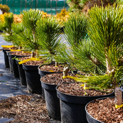 Sosna bośniacka Compact Gem szczepiona NP