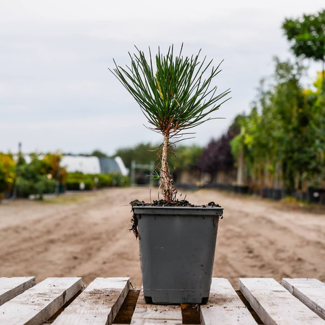 Sosna gęstokwiatowa (P9)