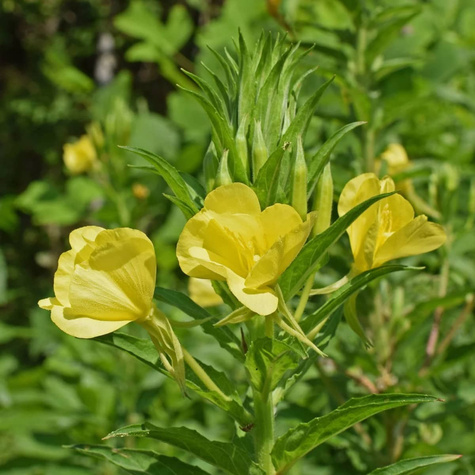 Wiesiołek ozdobny missouryjski Oenothera macrocarpa